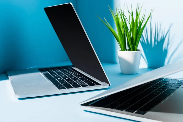 Modern laptops on blue workplace with green plant — Stock Photo