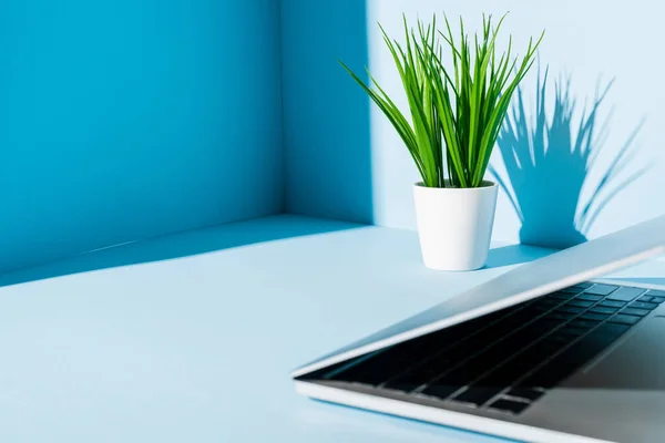 Modern laptop on blue workplace with green plant — Stock Photo