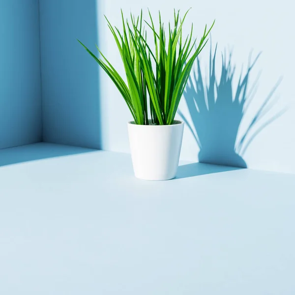 Plante verte en pot de fleurs blanc sur fond bleu — Photo de stock