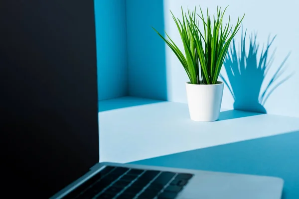 Foco seletivo do laptop moderno no local de trabalho azul com planta verde — Fotografia de Stock