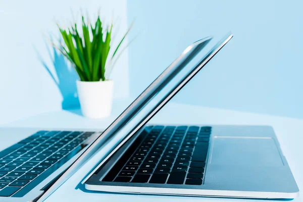 Selective focus of modern laptops on blue workplace with green plant — Stock Photo