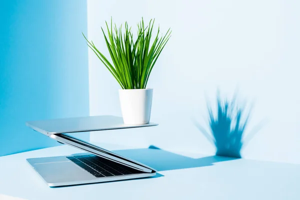 Modern laptops on blue workplace with green plant — Stock Photo