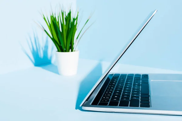 Selective focus of modern laptop on blue workplace with green plant in white flowerpot — Stock Photo