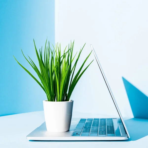 Laptop moderno no local de trabalho azul com planta verde em vaso branco — Fotografia de Stock