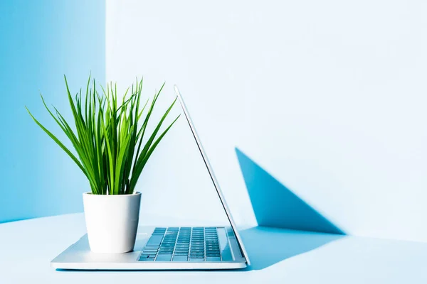 Modern laptop on blue workplace with green plant — Stock Photo