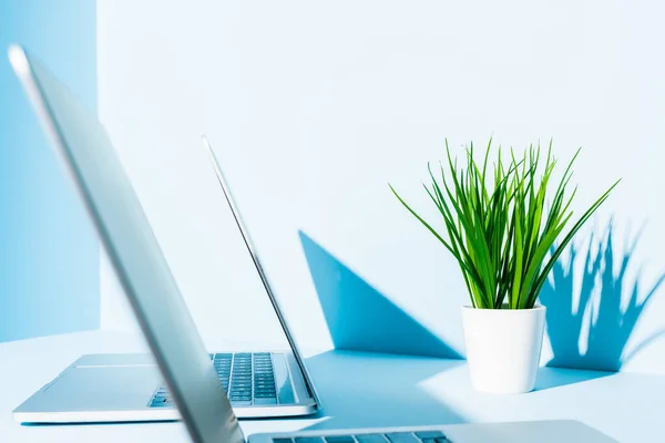 Enfoque selectivo de las computadoras portátiles modernas en el lugar de trabajo azul con planta verde - foto de stock