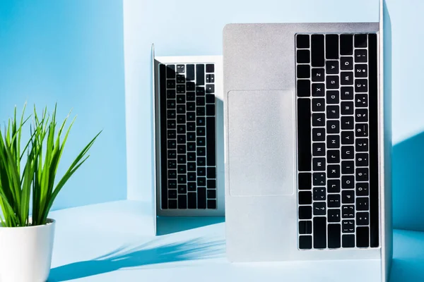 Сучасні ноутбуки на синьому робочому місці з зеленою рослиною — стокове фото