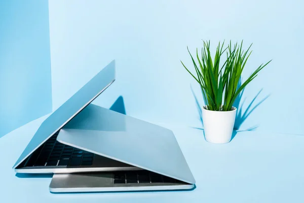 Portátiles modernos en el lugar de trabajo azul con planta verde - foto de stock