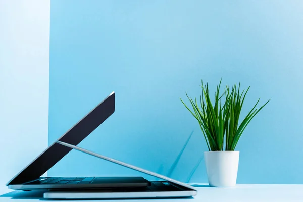 Modern laptops on blue workplace with green plant — Stock Photo