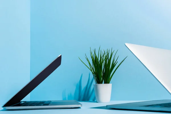 Modern laptops on blue workplace with green plant — Stock Photo