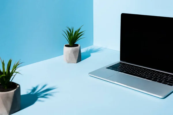 Foyer sélectif de l'ordinateur portable moderne près des plantes vertes sur fond bleu — Photo de stock