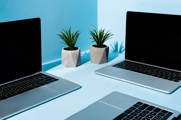 Modern laptops near green plants on blue background — Stock Photo