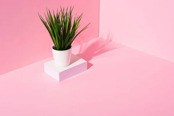 Planta verde no suporte branco no fundo rosa — Fotografia de Stock