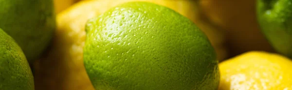 Close up view of fresh ripe lemons and lime, panoramic orientation — Stock Photo
