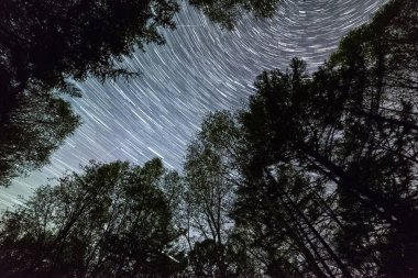 Ormandaki gece gökyüzünde yıldız izleri