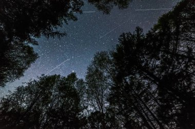 Ormanda gece gökyüzünde meteorlar