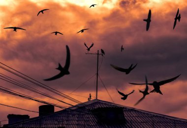 Kuzgunlar bir bulutlu gökyüzü ve gün batımı karşı bir çatı üzerinde