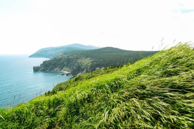 Yeşil çim swirls mavi denizin kıyısında rüzgarda