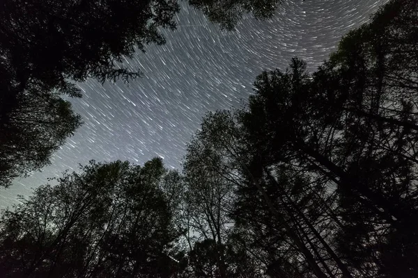 Sternenspuren Nachthimmel Wald — Stockfoto