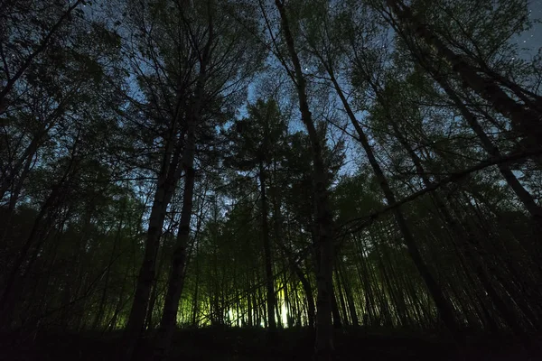 Tajemniczy Zielony Blask Nocnym Lesie — Zdjęcie stockowe