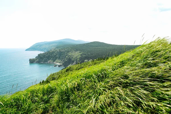 Yeşil çim swirls mavi denizin kıyısında rüzgarda