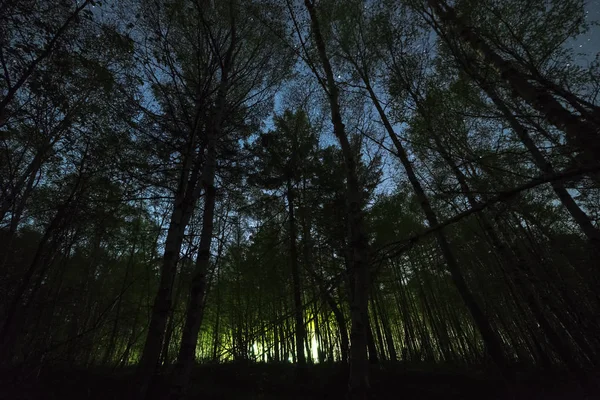 Misterioso Resplandor Verde Bosque Nocturno Imagen de archivo