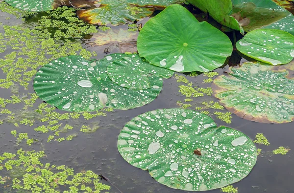 Druppels Water Een Lotus Blad Een Vijver — Stockfoto