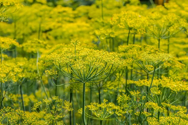 Background with yellow dill flowers in the garden close-up