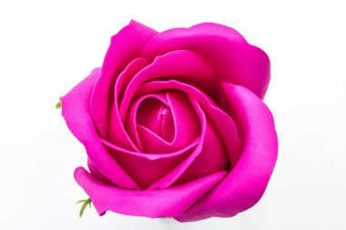 Beyaz arka plan üzerinde koyu kırmızı gül çiçek