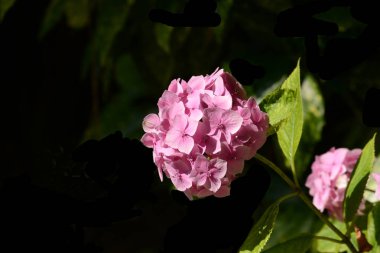 Koyu arka plan önünde pembe ortanca