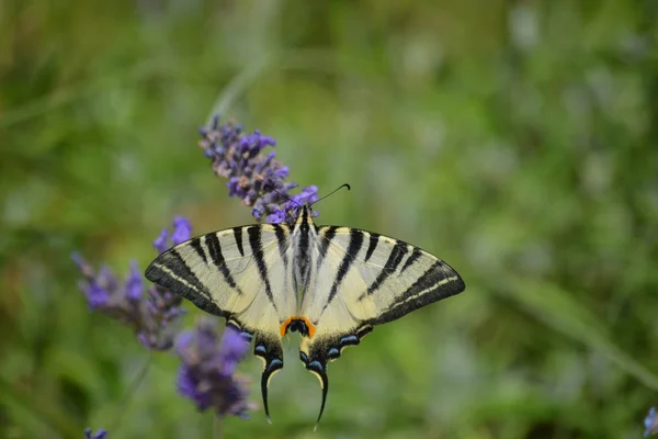 Motýl Iphiclides Podalirius Zblízka — Stock fotografie