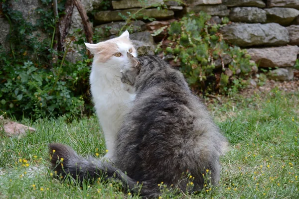 Konuşma Iki Kedi Dinle — Stok fotoğraf