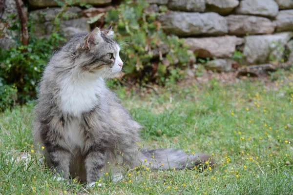 Bahçedeki Gurur Gri Kedi — Stok fotoğraf