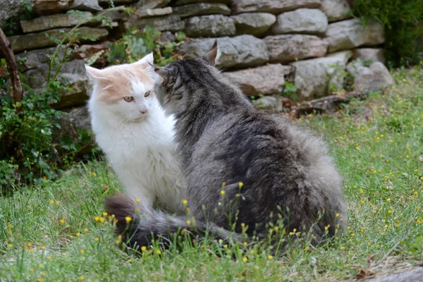 Två Katter Trädgården — Stockfoto