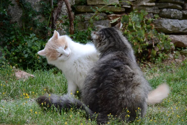 Bahçede Oynayan Kedi — Stok fotoğraf