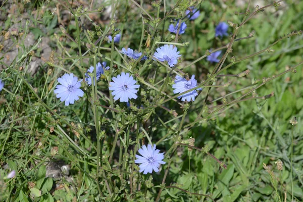 Achicoria Común Floración Azul — Foto de Stock