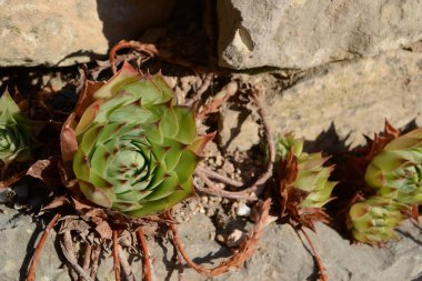 Leziz akşam ışık