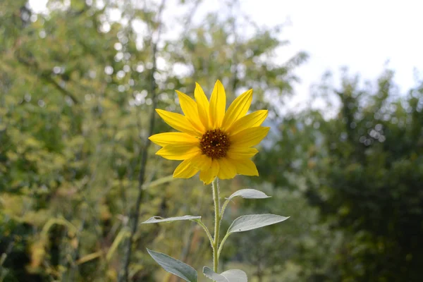 Slunečnice Zahradě — Stock fotografie