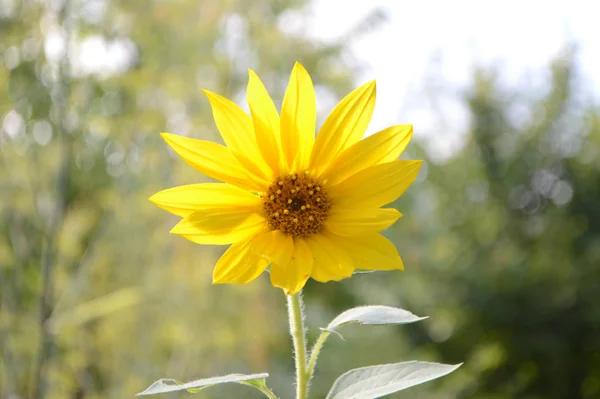 Tournesol Dans Jardin — Photo