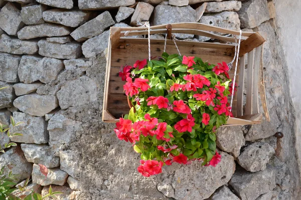 Flor Colgando Caja Madera —  Fotos de Stock