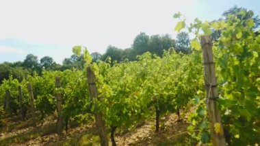 Vines bir bağ Fransa üzerinde satırları arasında vurdu. UHD görüntüleri tasarımınız için