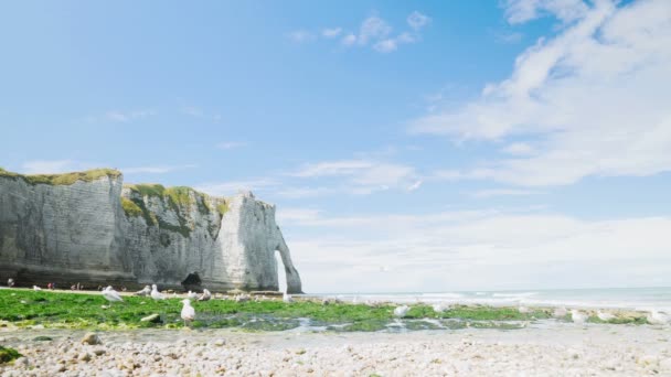 Etretat, Normandy, Fransa deniz kıyısında, alarak martılar — Stok video