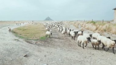 Koyun sürüsü bize doğru hareket