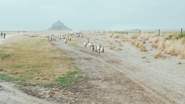 Manada de ovelhas se movendo em nossa direção — Vídeo de Stock