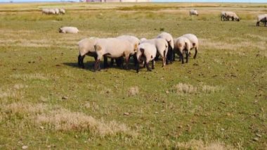 Tuz bataklığı Mont Saint-Michel çevresinde yürüyüş koyun