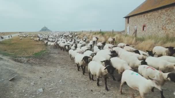 Κοπάδι πρόβατα κινείται προς το μέρος μας — Αρχείο Βίντεο