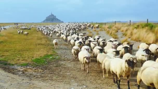 Schapen beslag op weg naar ons — Stockvideo