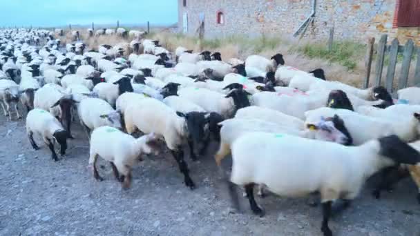 Rebaño de ovejas moviéndose hacia nosotros — Vídeo de stock
