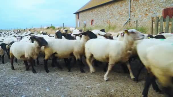 Κοπάδι πρόβατα κινείται προς το μέρος μας — Αρχείο Βίντεο