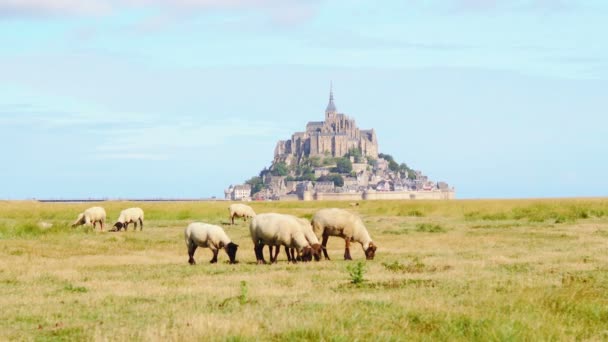 Ovelhas caminhando em pântano salgado em torno do Monte Saint-Michel — Vídeo de Stock